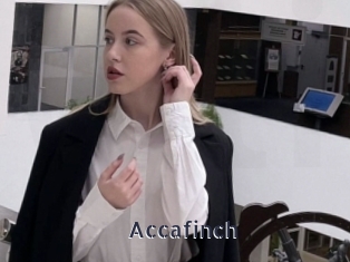 Accafinch