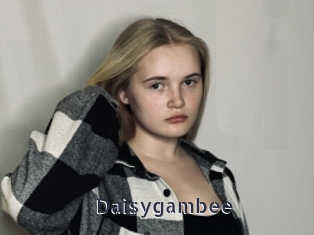 Daisygambee