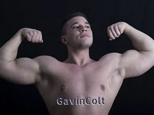 GavinColt