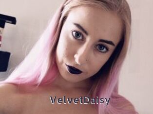 VelvetDaisy