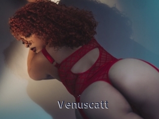 Venuscatt